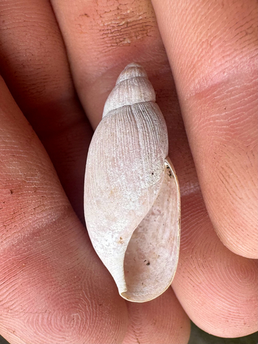 Euglandina rosea, 2026-09-27