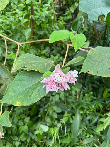 Clerodendrum macrostegium observed 2026-09-27