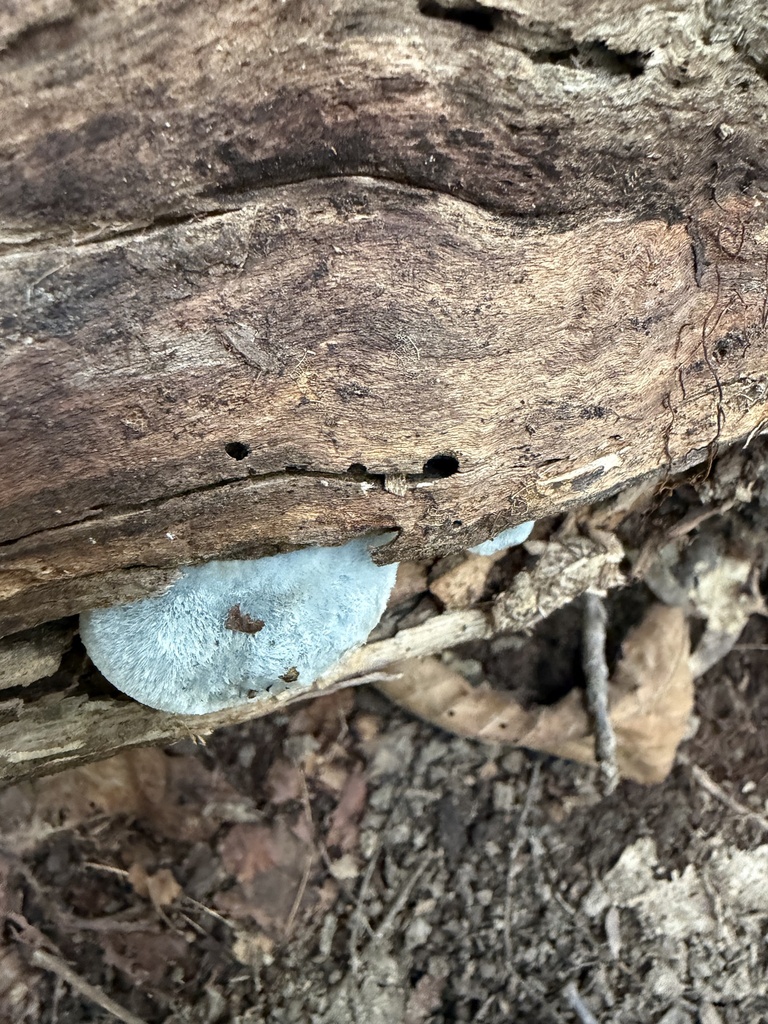 Cyanosporus livens · September 2026 · photo: Photo: (c) Julie Travaglini, some rights reserved (CC BY) · iNaturalist