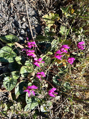 European Cyclamen