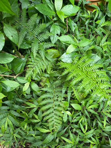 Sphaeropteris cooperi observed 2026-09-27