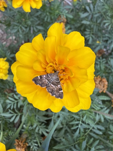 Spotted Beet Webworm Moth