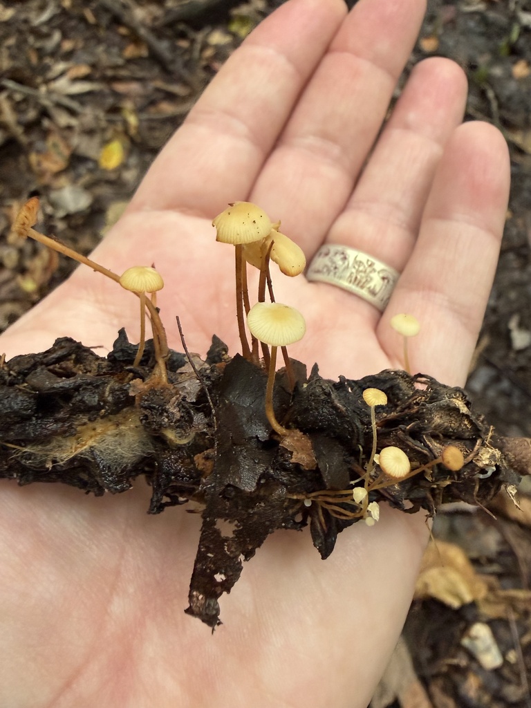 magnolia-cone mushroom · September 2026 · photo: Photo: (c) Julie Travaglini, some rights reserved (CC BY) · iNaturalist