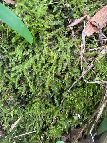 Racopilum cuspidigerum observed 2026-09-27
