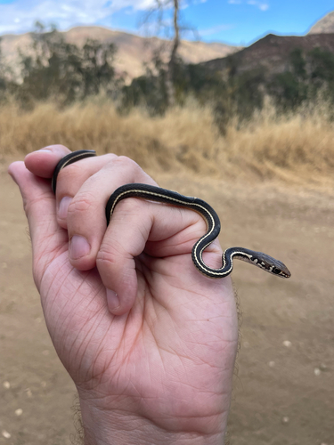 Striped Racer