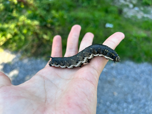 Convolvulus Hawkmoth