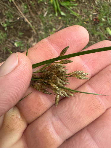 Fimbristylis dichotoma, 2026-09-27