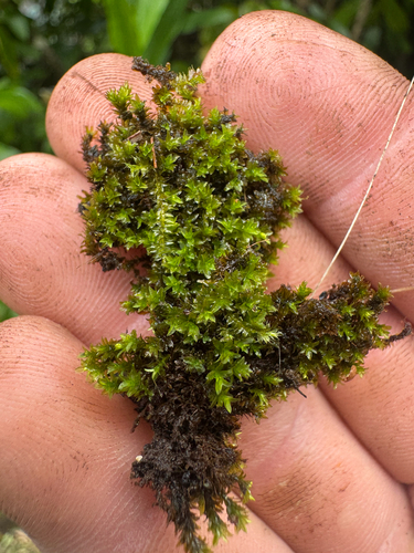 Hyophila involuta observed 2026-09-27