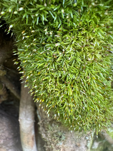 Octoblepharum albidum observed 2026-09-27