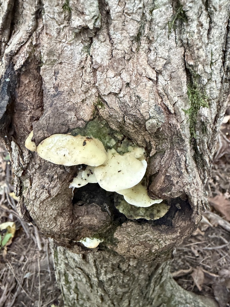 Poplar Bracket · September 2026 · photo: Photo: (c) Julie Travaglini, some rights reserved (CC BY) · iNaturalist