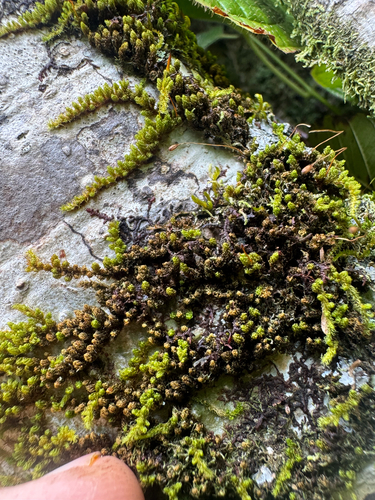 Macromitrium observed 2026-09-27