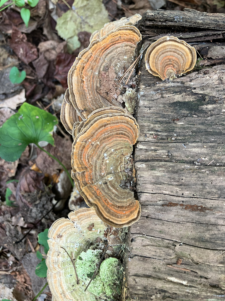 Gilled Polypore · September 2026 · photo: Photo: no rights reserved · iNaturalist