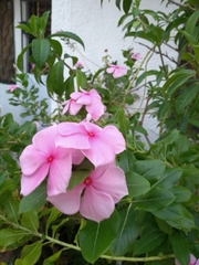 Catharanthus roseus