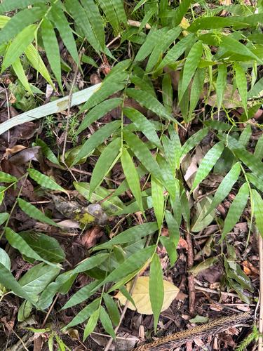 Oplismenus hirtellus observed 2026-09-27