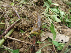 Gerrhonotus ophiurus