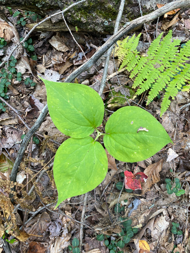 Trillium undulatum observed 2026-09-26
