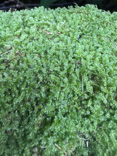 Racopilum cuspidigerum observed 2026-09-27