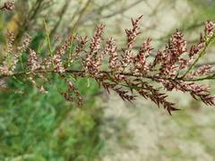 Tamarix parviflora