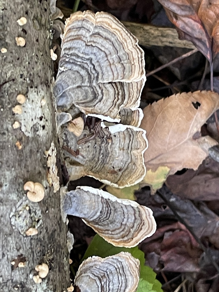 turkey-tail · September 2026 · photo: Photo: (c) Rachel Stepek, some rights reserved (CC BY) · iNaturalist