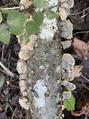 September 27 Turkey-tail fans lining a fallen branch among leaves and vines