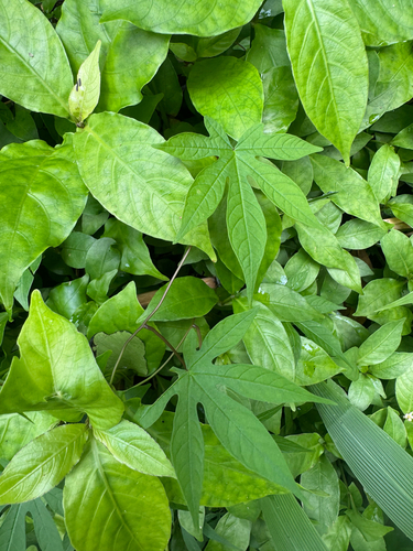 Distimake tuberosus, 2026-09-27