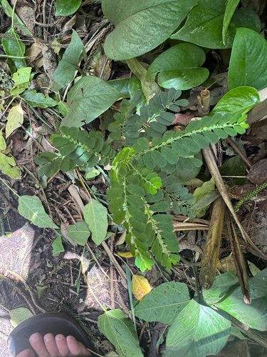 Phyllanthus leucanthus observed 2026-09-27