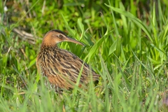 Rallus elegans