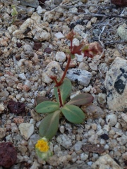 Centrostegia thurberi