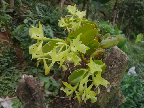 Epidendrum littorale Hágsater & Dodson