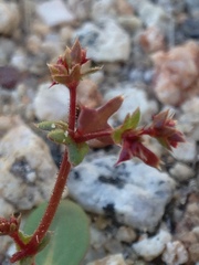 Centrostegia thurberi