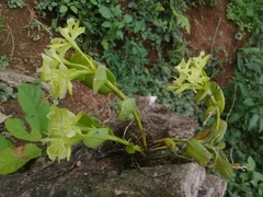Epidendrum littorale