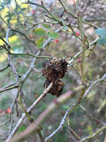 Mossy Rose Gall Wasp