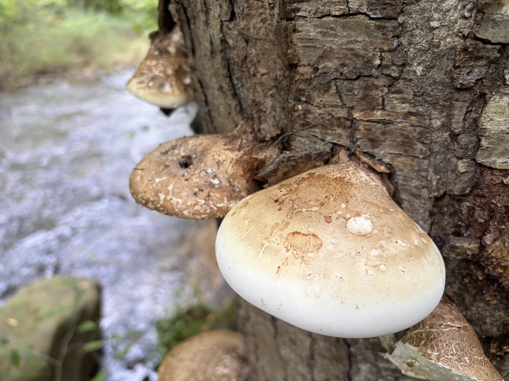 birch polypore · September 2026 · photo: Photo: (c) Julie Travaglini, some rights reserved (CC BY) · iNaturalist