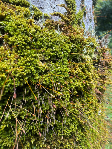 Macromitrium observed 2026-09-27