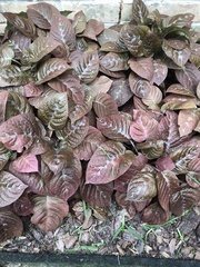 Pseuderanthemum alatum