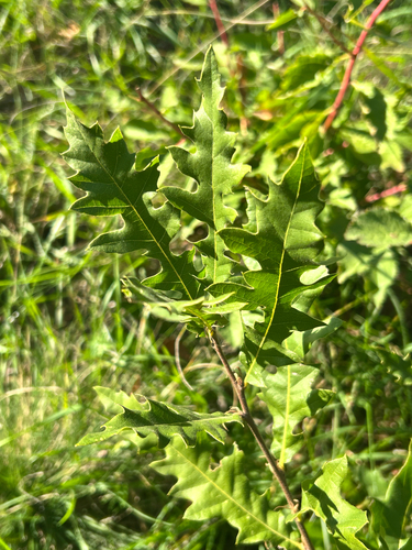 Turkey Oak