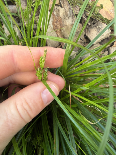 Carex breviculmis observed 2026-09-28
