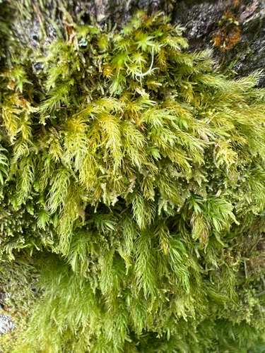 Pyrrhobryum spiniforme, 2026-09-27