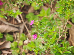 Cuphea hyssopifolia