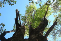 Populus brandegeei