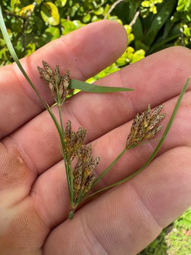 Fimbristylis dichotoma observed 2026-09-27