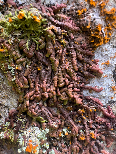 Frullania hypoleuca observed 2026-09-27