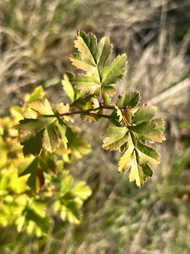 common hawthorn