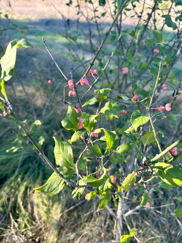 Spindle