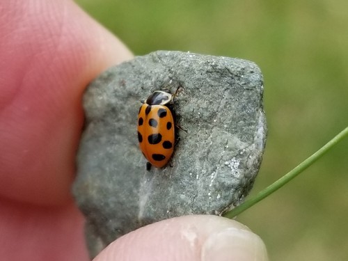Thirteen-spotted Lady Beetle photo 5