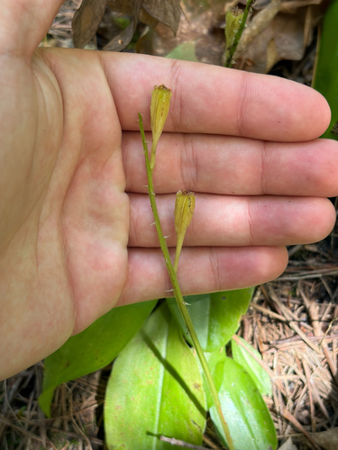 large twayblade