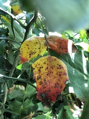 Calonectria