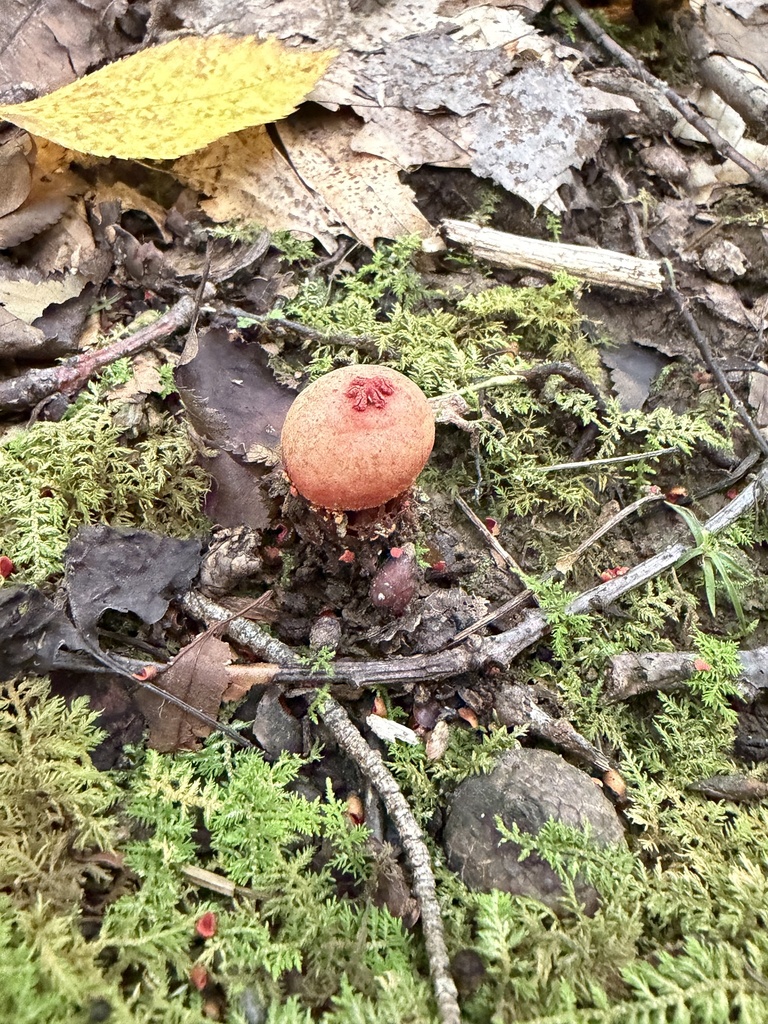 stalked puffball-in-aspic · September 2026 · photo: Photo: (c) Julie Travaglini, some rights reserved (CC BY) · iNaturalist