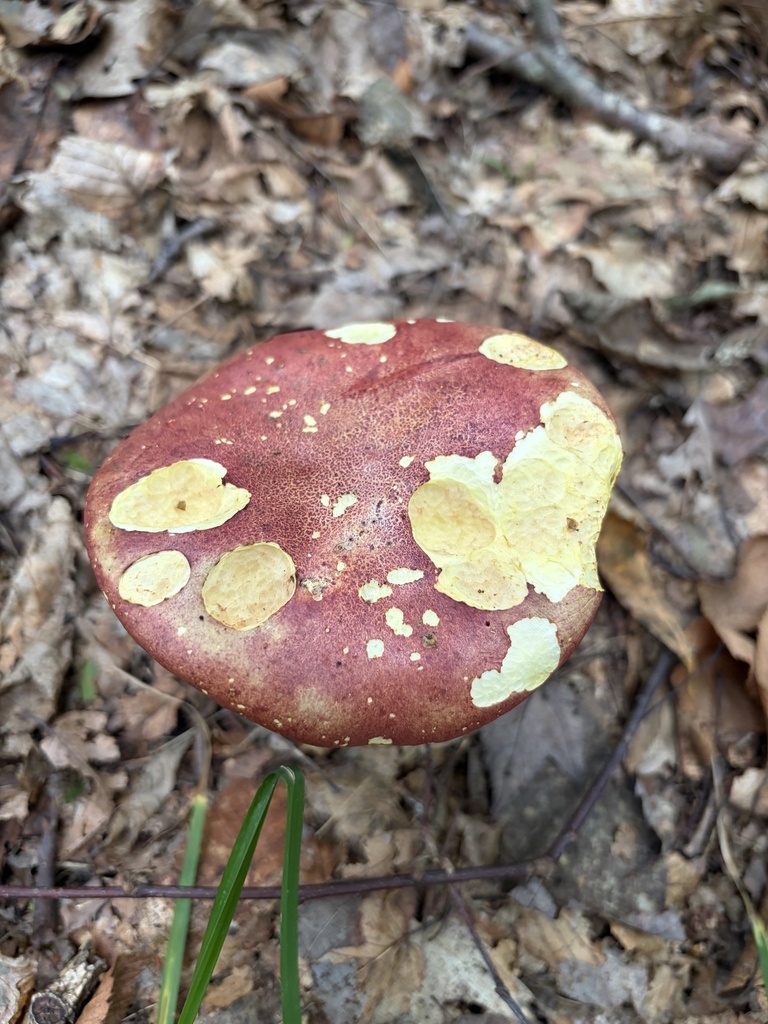 two-colored bolete · September 2026 · photo: Photo: (c) Julie Travaglini, some rights reserved (CC BY) · iNaturalist