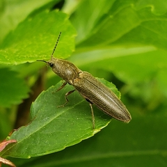 Dendrometrina